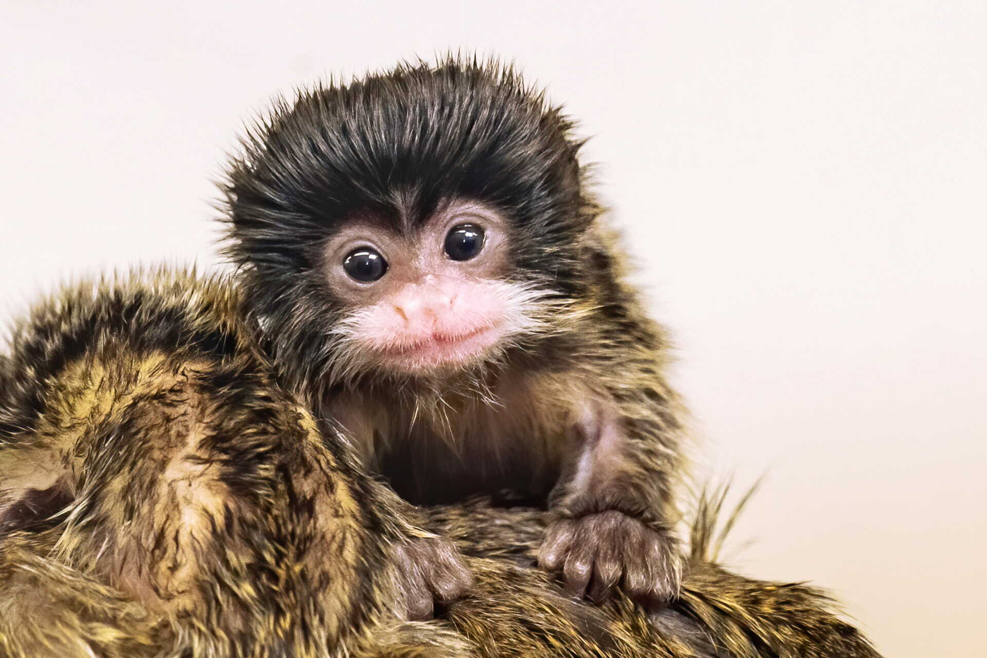 Nagyon cuki a kis tamarin.