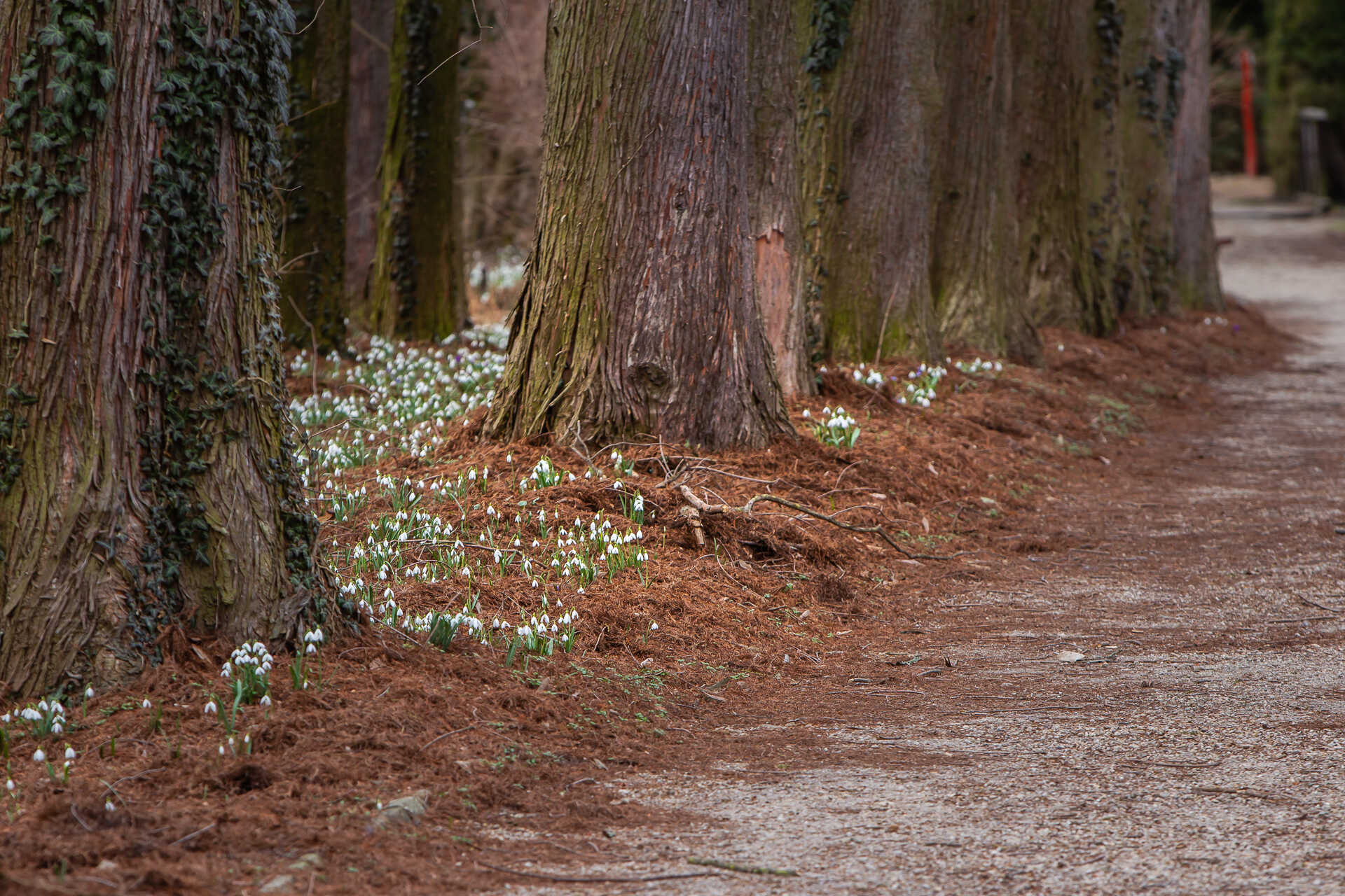 Arborétum tavasz 2019