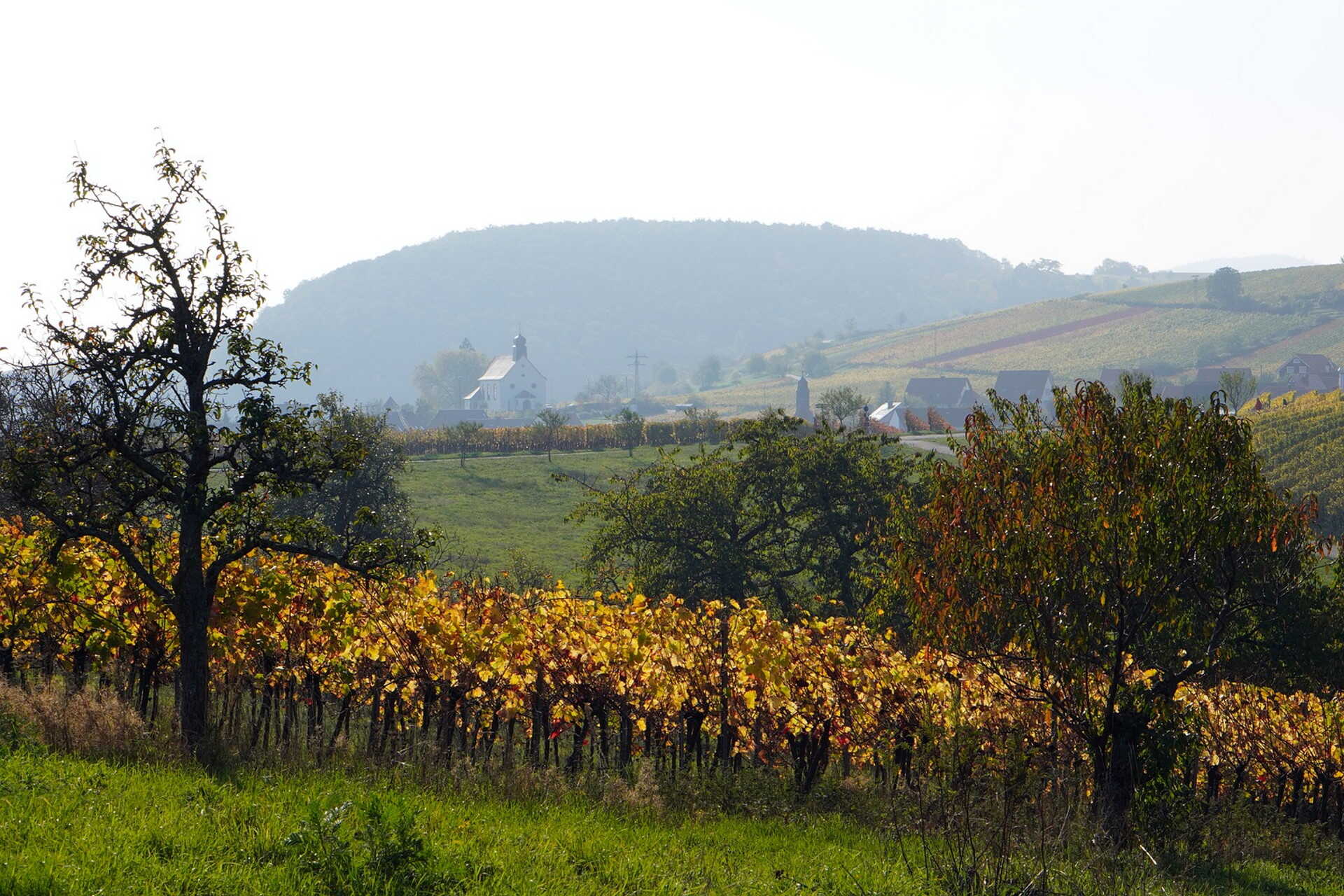 szőlő, ültetvény, táj