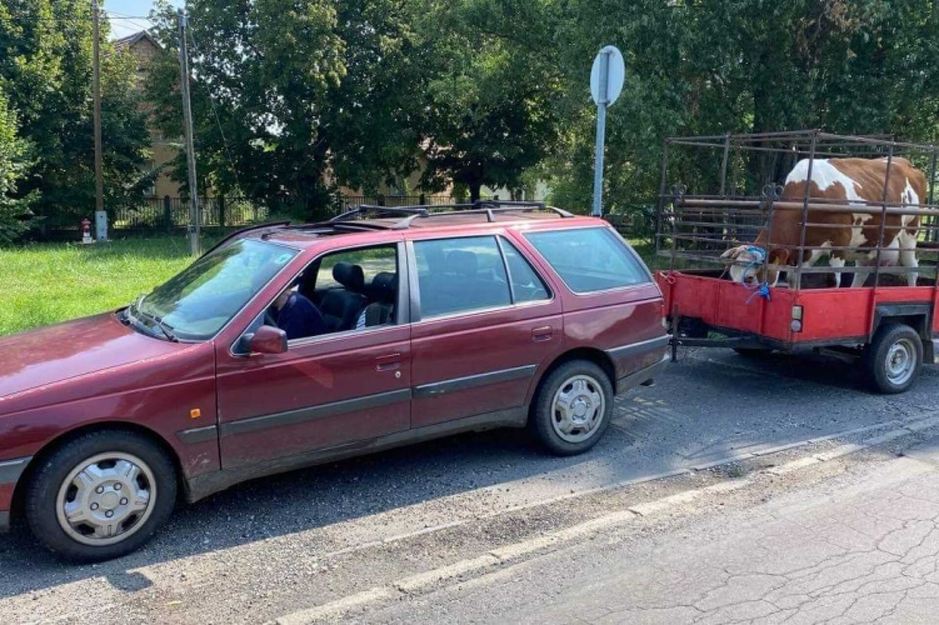 Tehénnel az M7-esen