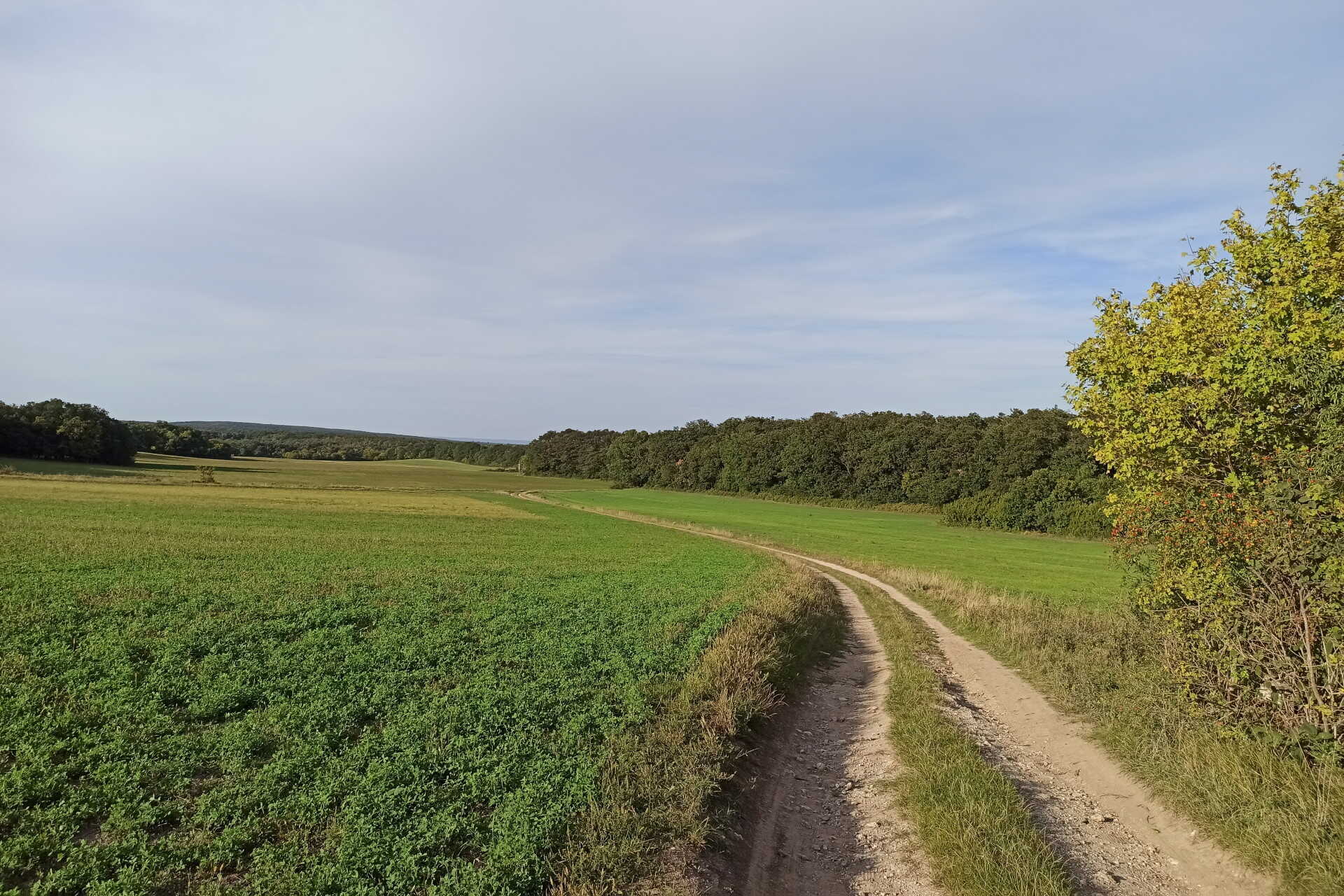 A Szárhalmi-erdő koraősszel